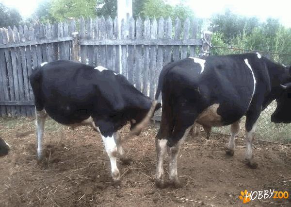 taurine rasa holstein