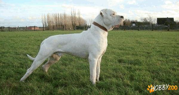 Monta Dog Argentinian