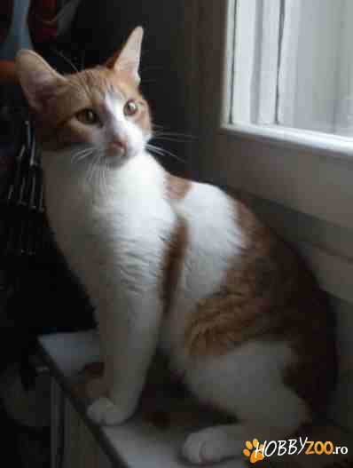 Metis AMERICAN WIREHAIR