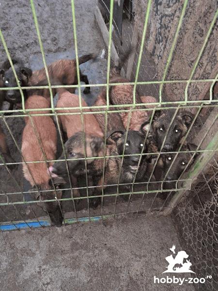 Vand catei ciobanesc belgian malinois