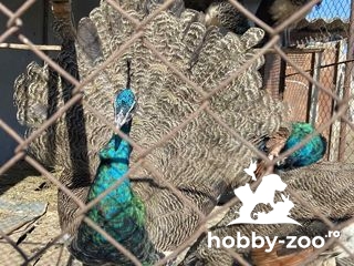 Vând păuni tineri masculi și femele