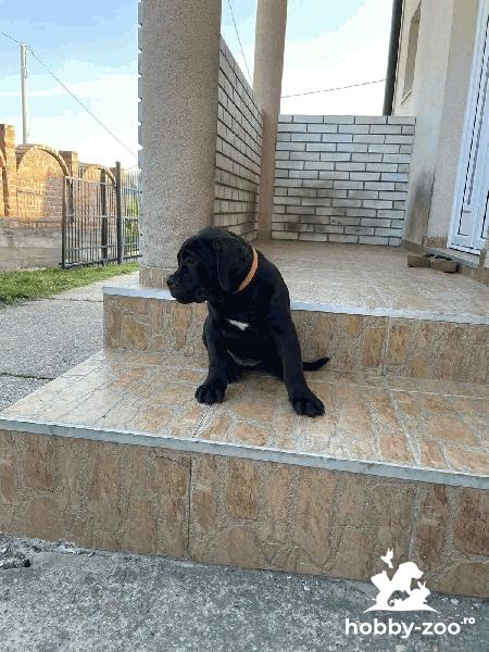 Boerboel african cățeluși