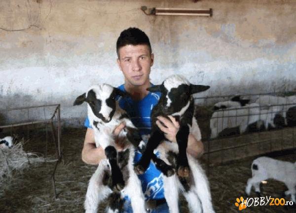miei berbecuti originali de hateg