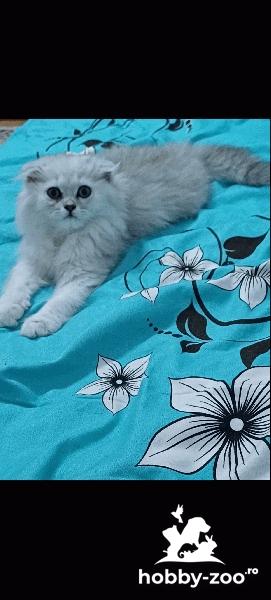 Vând motănel scottish fold longhair 