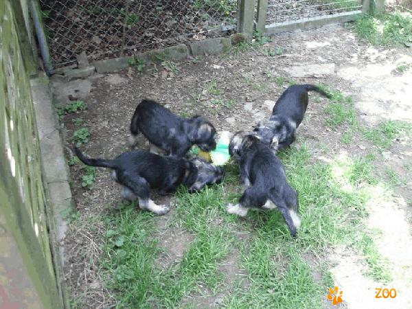 Pui de schnauzer miniaturi