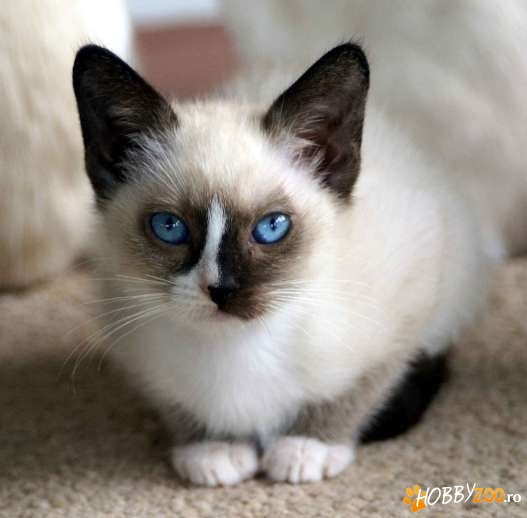 Snowshoe cu ochi albastrii