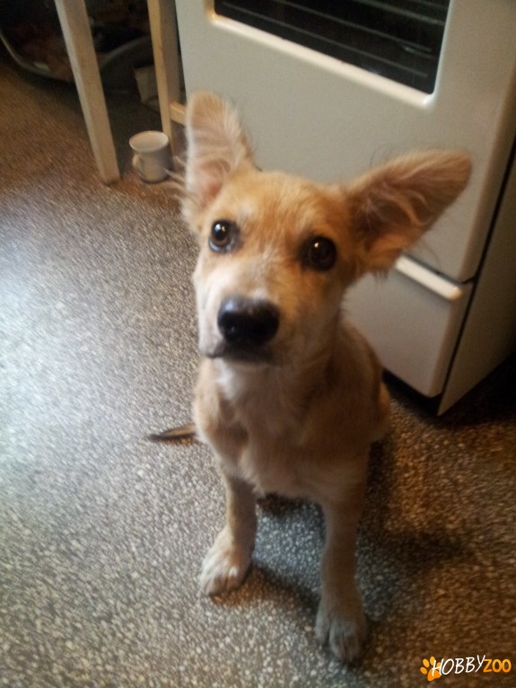 Metis Terrier Irlandez