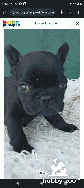Buldog Francez cățeluși