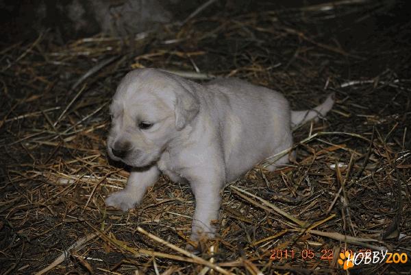 Pui Golden Retreiver