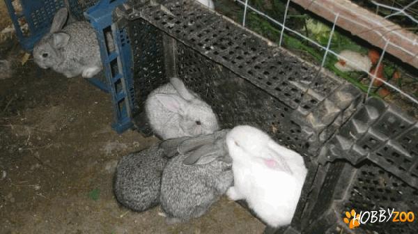 iepuri urias gri german