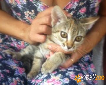 Dau in adoptie pisicuta