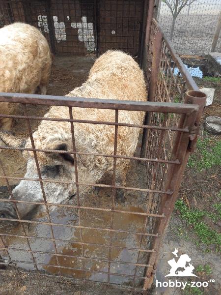 Porci Mangalita Bio PRET NEGOCIABIL!