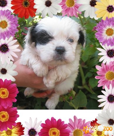 0764765468 bichon havanese 600lei
