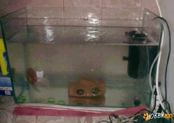 vand acvariu cu pesti
