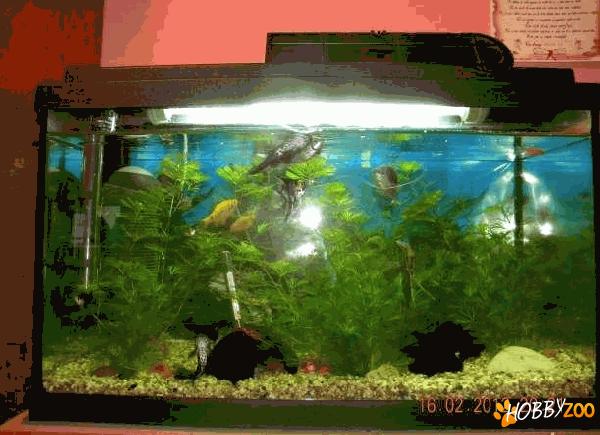 acvariu echipat 60 l