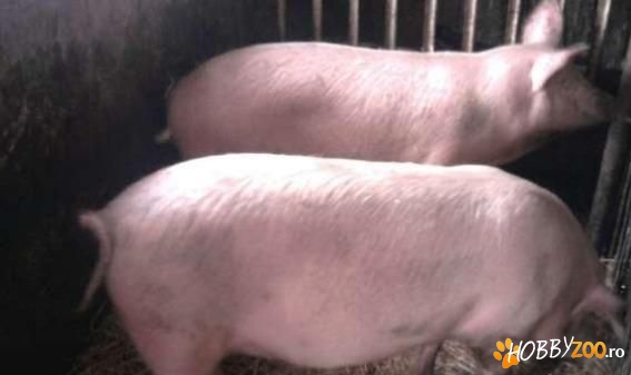 vand porci pentru sacrificat 