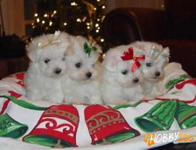 BICHON MALTESE,FRISEE,BOLOGNESE