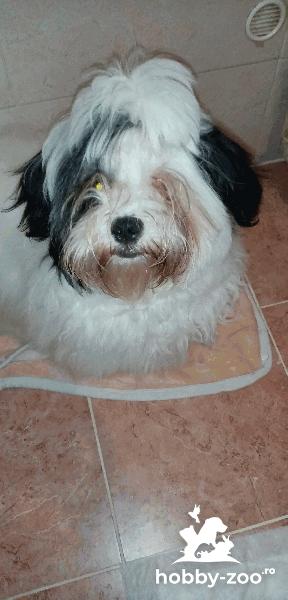 SHIH TZU (mascul), de vanzare