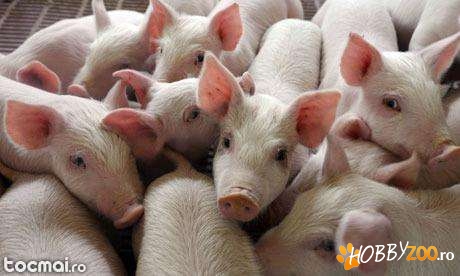 porci- scrofa si vier de prasila