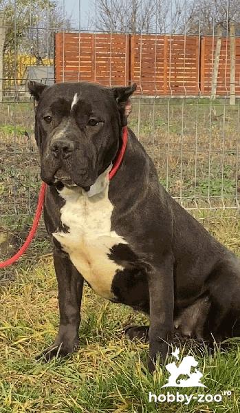 Femela XXL, ABKC American BULLY