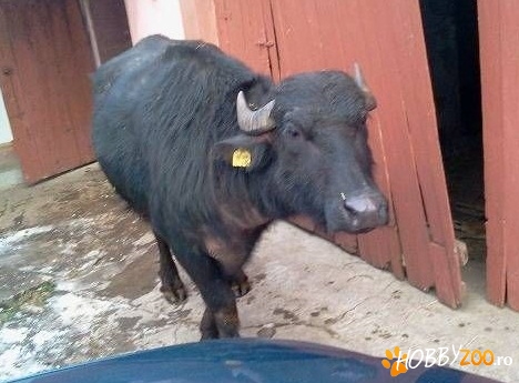 Trei bivolite gestante cu lapte