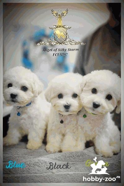 Bichon Frise catelusi de vanzare
