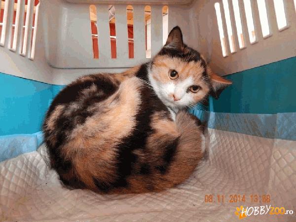 Singura pe lume - pentru adoptie.