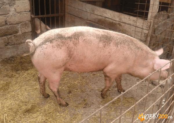 Porc tanar de carne Marele Alb