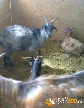 turma de capre mai multe bucati