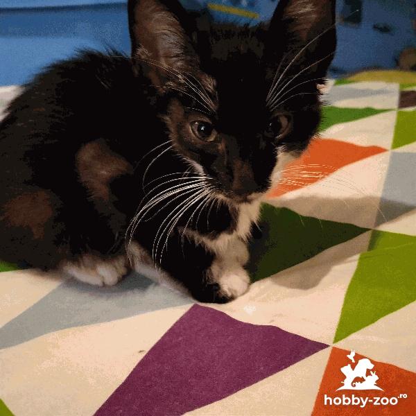 Adoptie pui de pisica neagra: Lucky