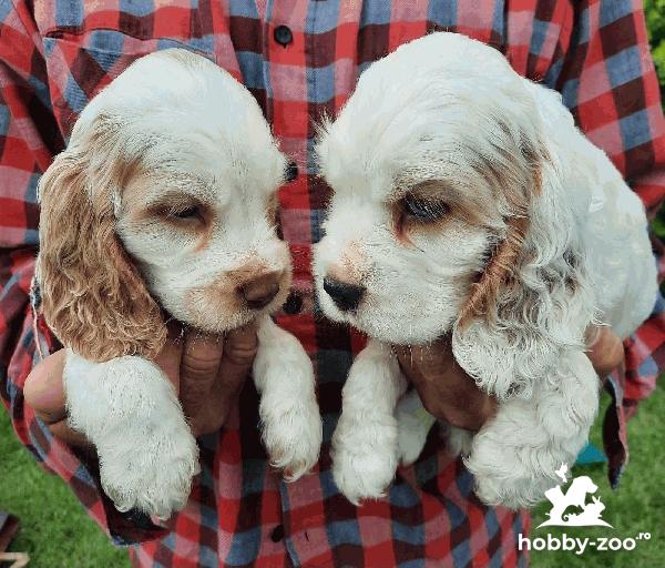 cocker spaniel englez cățeluși