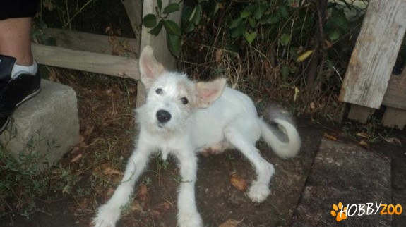 metis terrier alb femela