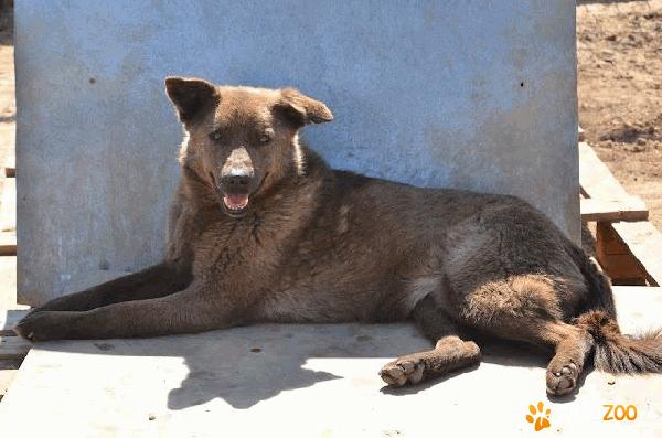 Marta - catelusa-ursulet spre adopt