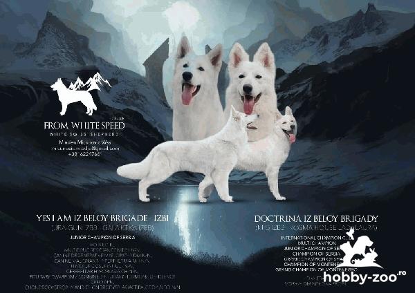 Ciobănesc Elvețian Alb – Pui