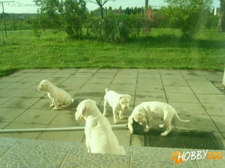 dog argentinian braila