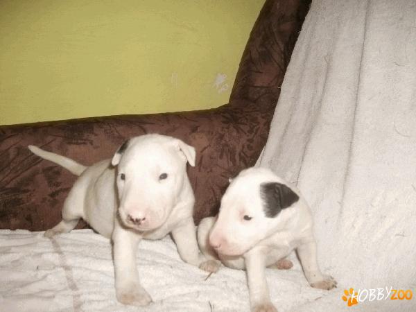 Pui bull terrier