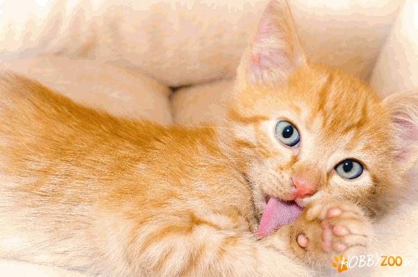 Ofer spre adoptie motanel portocali