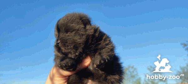 Pomeranian Spitz cățeluși