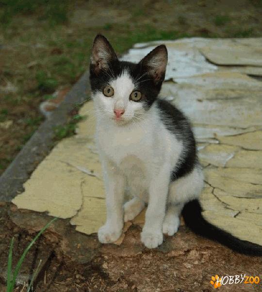 Motan frumos alb si negru