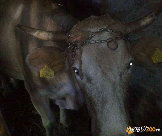 Vaca gestanta negociabil