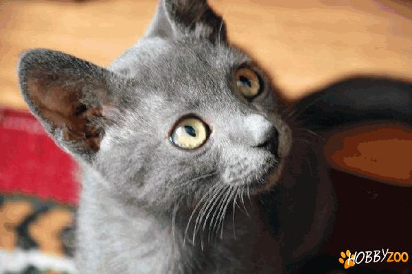 vand pui russian blue