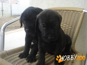 VAND PUI CANE CORSO