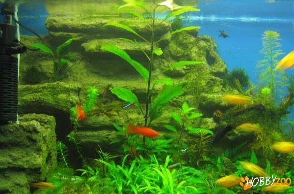 Execut decor pentru acvarii