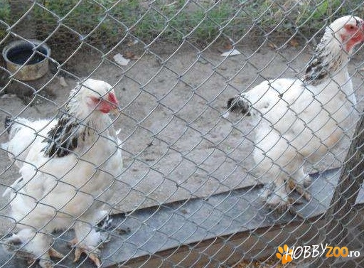 Gaini si pui brahma herminat 