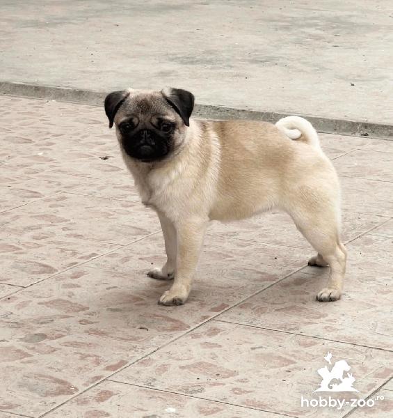 Mops tinere femele de vânzare