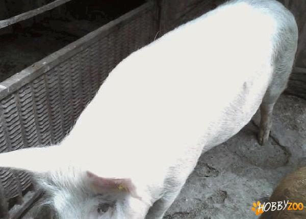porc de carne pentru taiat