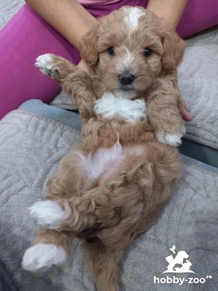 Maltipoo – pui frumoși de vânzare