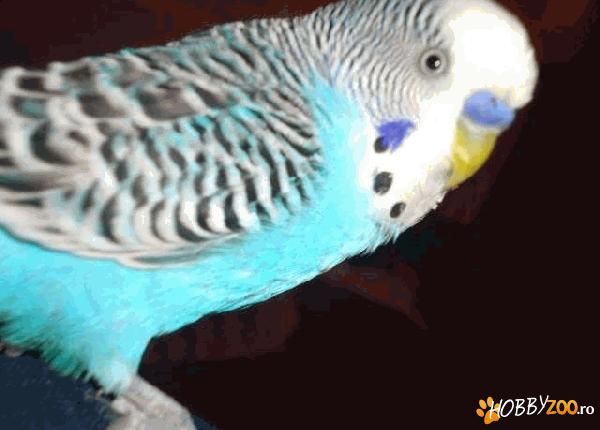 Vand papagal perus            