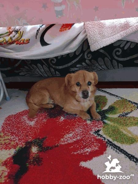 Catel Pechinez pt adoptie