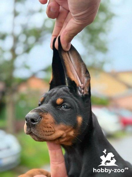 vitica de carne pentru taiat